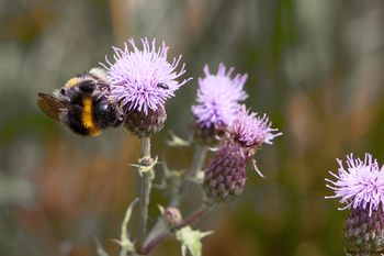 Bee and Beetle on Thistle The image is a nature photograph taken in the morning during the summer season, featuring a close-up view of a bee and a beetle on a blooming milk thistle plant. The bee is clearly visible on the purple thistle flower, highlighting the relationship between insects and plants. The photograph captures the intricate details of the bee’s body and the delicate structure of the thistle petals, representing the vital role insects play in pollinating milk thistle and other plant species in their natural environment. The background consists of blurred green and brown tones, emphasizing the focus on the bee, beetle, and thistle in the foreground. There are no additional elements that distract from the main subject, making this image a strong example of macro nature photography that documents bees, insects, and plants during a summer morning.